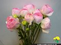 Ranunculus Antibes Pink